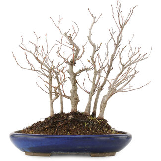 Carpinus coreana, 31,5 cm, ± 10 jaar oud