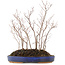 Carpinus coreana, 35 cm, ± 8 jaar oud