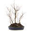 Carpinus coreana, 36 cm, ± 10 jaar oud