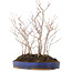 Carpinus coreana, 35 cm, ± 8 years old