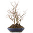 Carpinus coreana, 31,5 cm, ± 10 anni