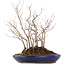 Carpinus coreana, 31,5 cm, ± 10 jaar oud