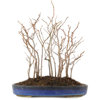 Carpinus coreana, 31 cm, ± 8 jaar oud