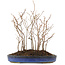 Carpinus coreana, 31 cm, ± 8 Jahre alt