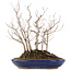 Carpinus coreana, 31,5 cm, ± 10 jaar oud