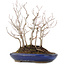 Carpinus coreana, 31,5 cm, ± 10 jaar oud