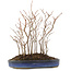 Carpinus coreana, 31 cm, ± 8 jaar oud