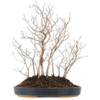 Carpinus coreana, 39 cm, ± 10 anni