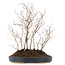 Carpinus coreana, 39 cm, ± 10 jaar oud