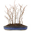 Carpinus coreana, 31 cm, ± 8 jaar oud