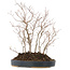 Carpinus coreana, 39 cm, ± 10 jaar oud