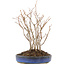 Carpinus coreana, 31 cm, ± 8 jaar oud