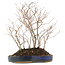 Carpinus coreana, 39 cm, ± 10 jaar oud