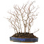 Carpinus coreana, 39 cm, ± 10 jaar oud