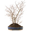 Carpinus coreana, 39 cm, ± 10 jaar oud