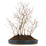 Carpinus coreana, 39 cm, ± 10 Jahre alt