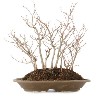 Carpinus coreana, 28,5 cm, ± 10 Jahre alt