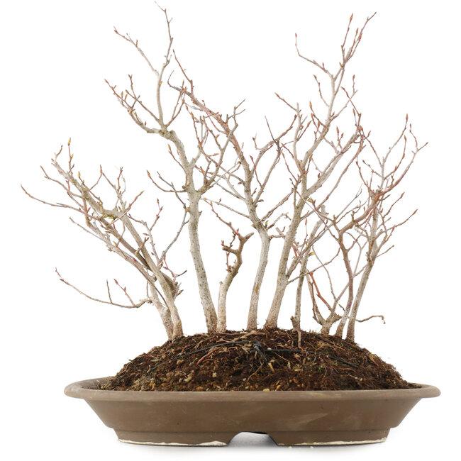 Carpinus coreana, 28,5 cm, ± 10 jaar oud