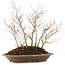 Carpinus coreana, 28,5 cm, ± 10 jaar oud