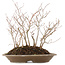 Carpinus coreana, 28,5 cm, ± 10 jaar oud