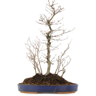 Carpinus coreana, 42,5 cm, ± 10 años