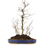 Carpinus coreana, 42,5 cm, ± 10 jaar oud