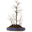 Carpinus coreana, 42,5 cm, ± 10 jaar oud