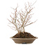 Carpinus coreana, 28,5 cm, ± 10 jaar oud