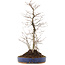 Carpinus coreana, 42,5 cm, ± 10 anni