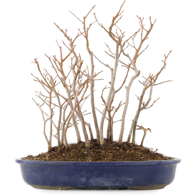 Carpinus coreana, 28,5 cm, ± 8 jaar oud