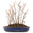 Carpinus coreana, 28,5 cm, ± 8 jaar oud