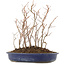 Carpinus coreana, 28,5 cm, ± 8 jaar oud