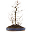 Carpinus coreana, 42,5 cm, ± 10 jaar oud