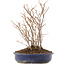 Carpinus coreana, 28,5 cm, ± 8 jaar oud