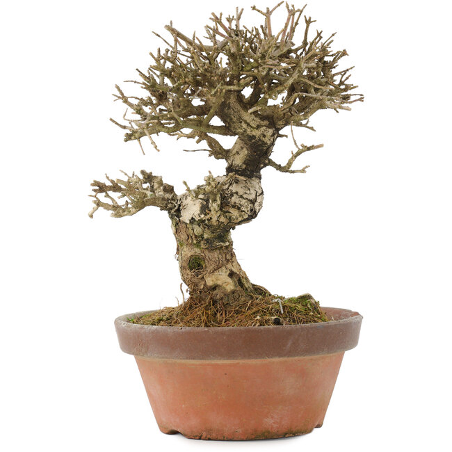 Ligustrum, 19,5 cm, ± 12 ans