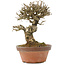 Ligustrum, 19,5 cm, ± 12 years old
