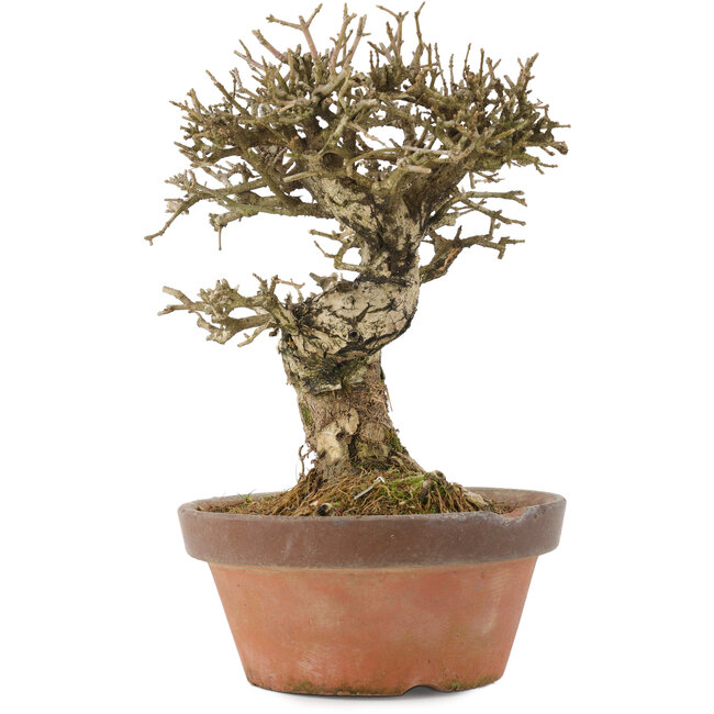 Ligustrum, 19,5 cm, ± 12 jaar oud