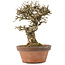 Ligustrum, 19,5 cm, ± 12 Jahre alt