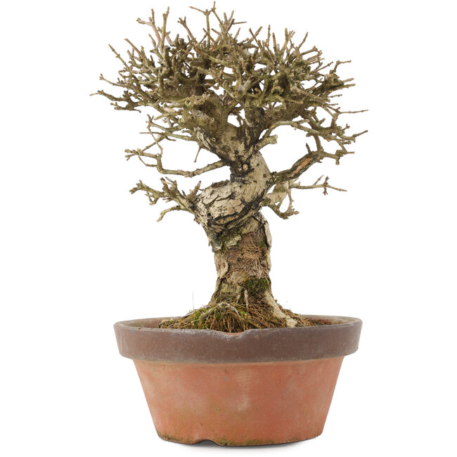 Ligustrum, 19,5 cm, ± 12 ans