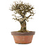 Ligustrum, 19,5 cm, ± 12 ans