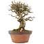 Ligustrum, 19,5 cm, ± 12 ans