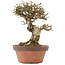 Ligustrum, 19,5 cm, ± 12 ans