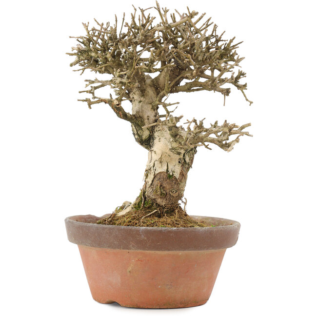 Ligustrum, 19,5 cm, ± 12 jaar oud