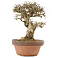 Ligustrum, 19,5 cm, ± 12 Jahre alt