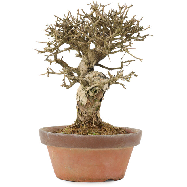 Ligustrum, 19,5 cm, ± 12 years old