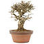 Ligustrum, 19,5 cm, ± 12 jaar oud