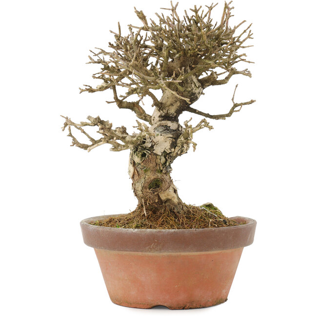 Ligustrum, 19,5 cm, ± 12 years old