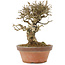 Ligustrum, 19,5 cm, ± 12 ans