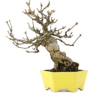 Shibakatsu Viburnum Dilatatum, 26,5 cm, ± 20 jaar oud