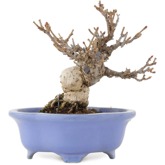 Viburnum Dilatatum, 14,5 cm, ± 15 anni, in un vaso giapponese fatto a mano da Shozan